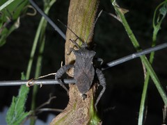 Camptischium