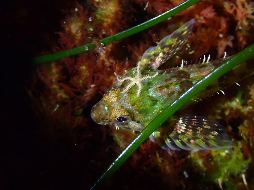 Woolly sculpin (Clinocottus analis) — Cottidae