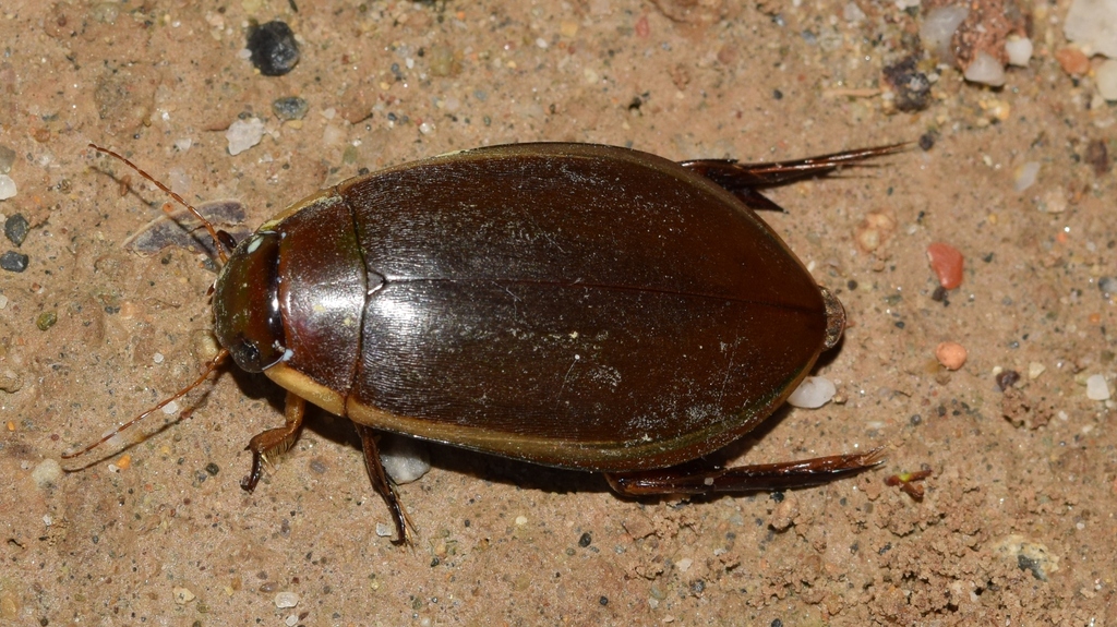 peardrop beetle, photo 1 of 7