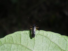 Garganus gracilentus