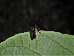 Garganus gracilentus