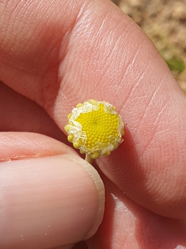 Aaronsohnia pubescens (Aaronsohnia pubescens)