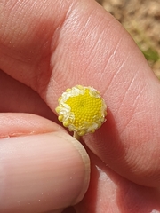Aaronsohnia pubescens (Aaronsohnia pubescens)