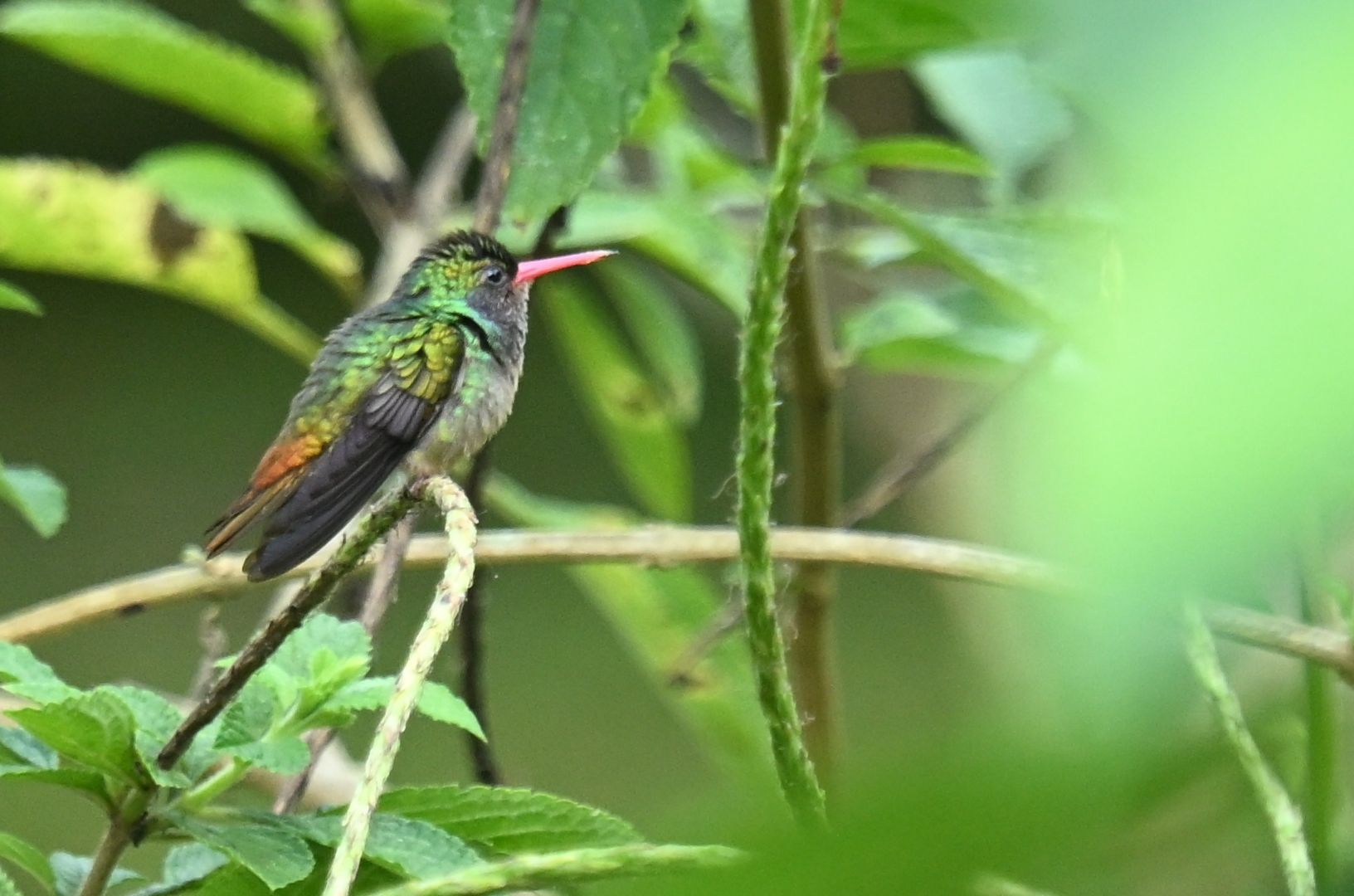 Blue-throated Sapphire (Chlorestes eliciae), photo 9