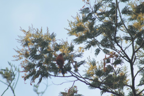 Rufous-browed Conebill (Conirostrum rufum), photo 6
