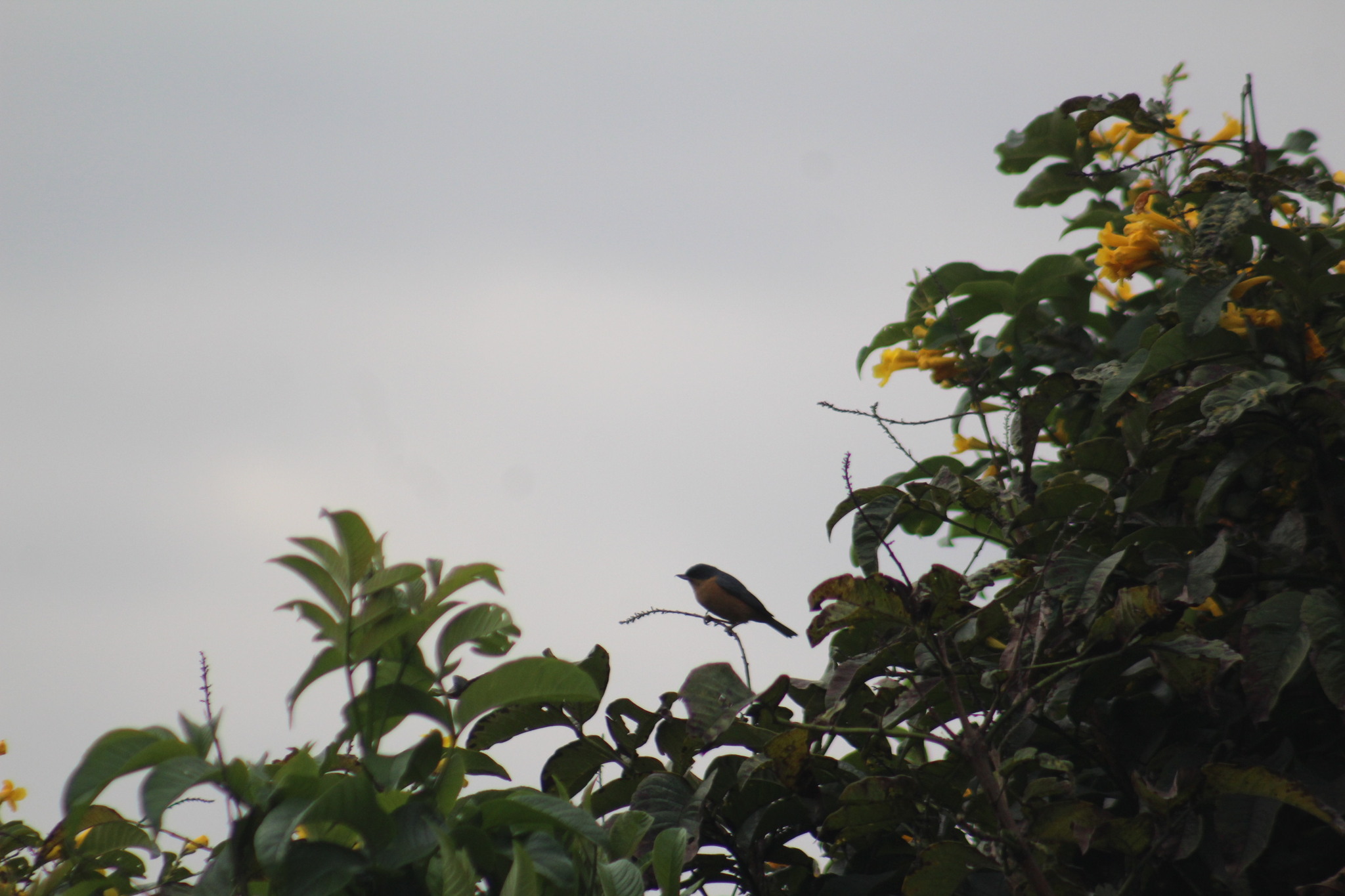 Rusty Flowerpiercer (Diglossa sittoides), photo 1