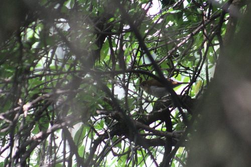 Veery (Catharus fuscescens)