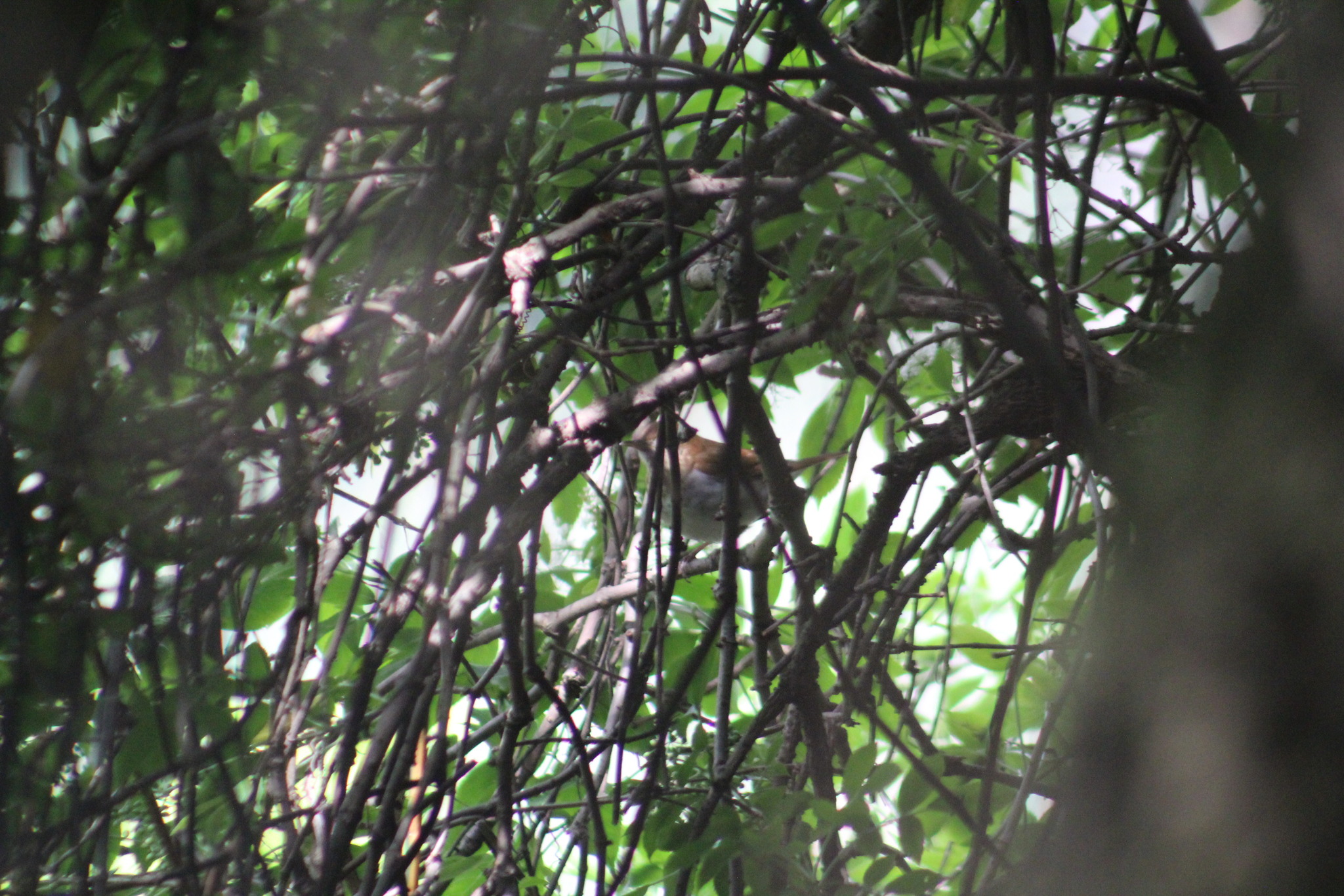 Veery (Catharus fuscescens), photo 2