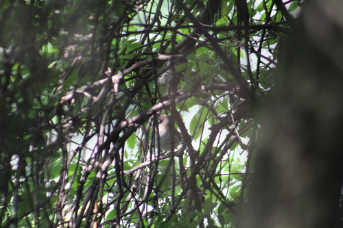 Veery (Catharus fuscescens), photo 10
