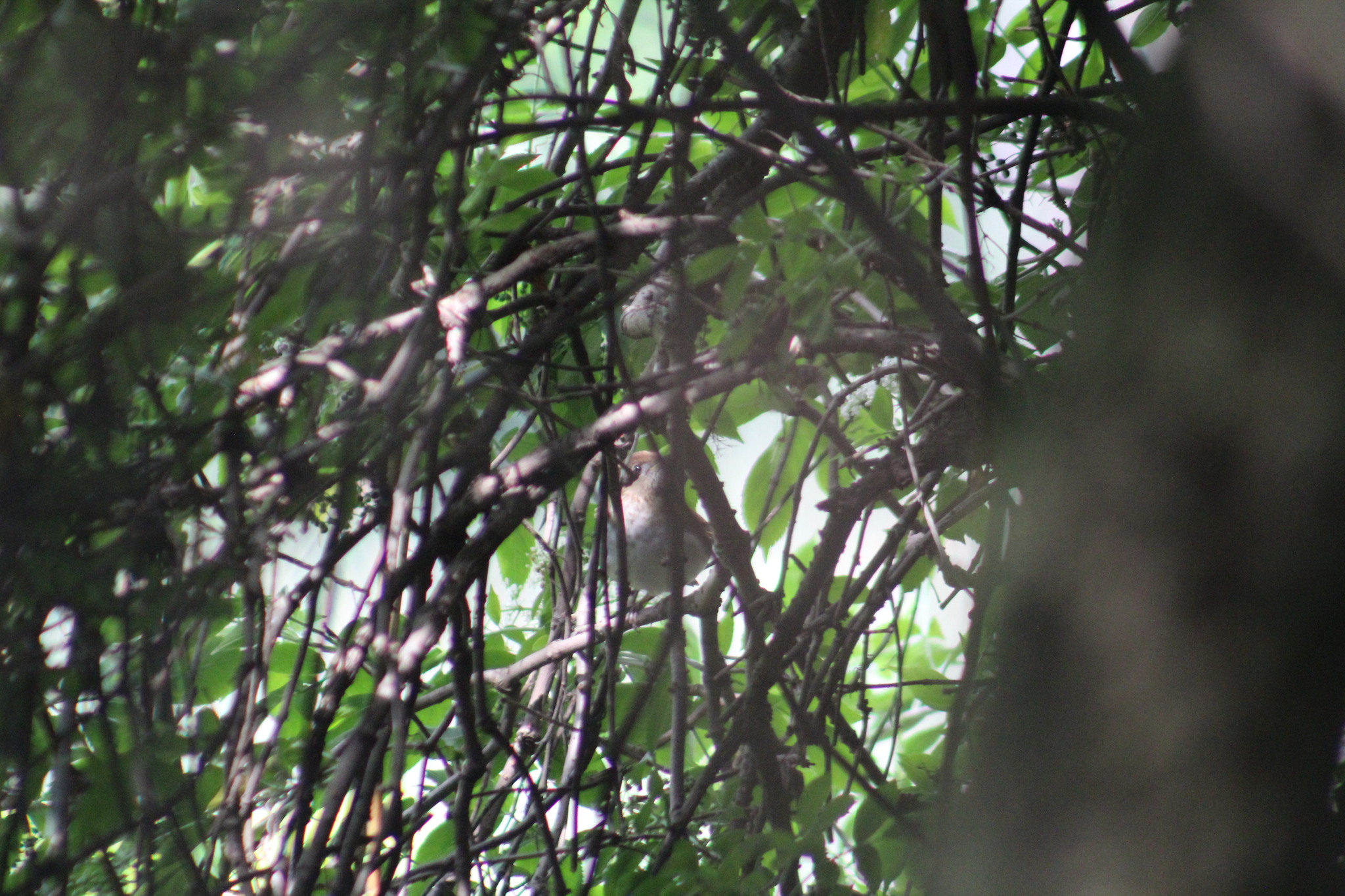 Veery (Catharus fuscescens), photo 10