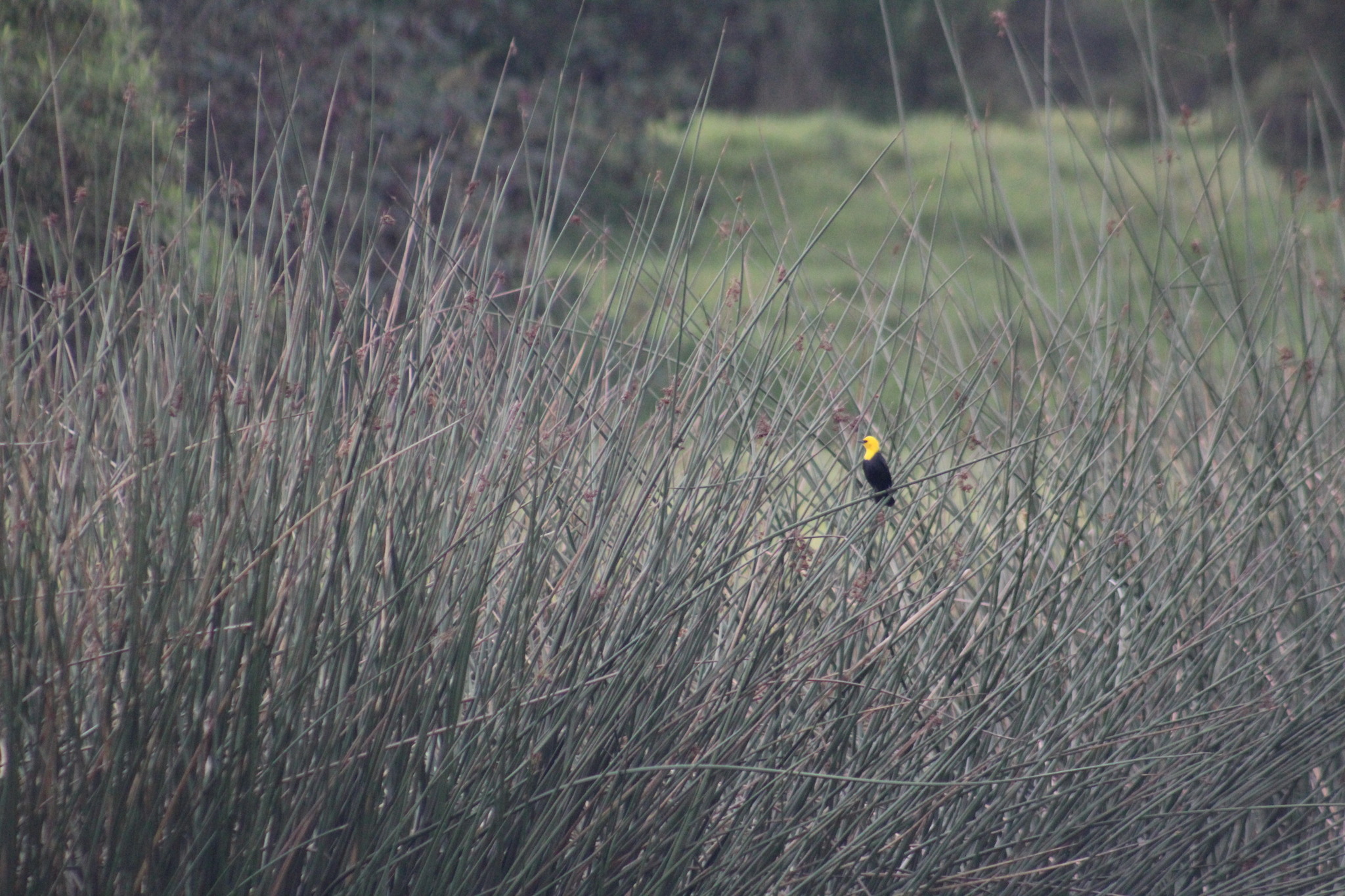 Yellow-hooded Blackbird (Chrysomus icterocephalus), photo 9