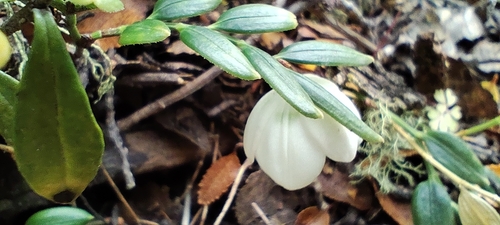 Luzuriaga marginata, photograph 6