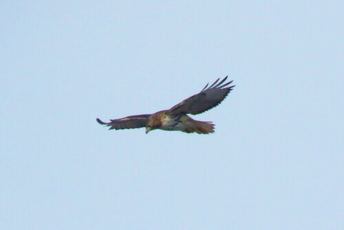 Red-tailed Hawk