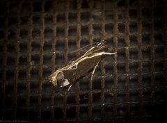 Chaliniastis astrapaea