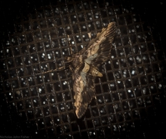 Nacoleia amphicedalis