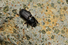 Figulus foveicollis