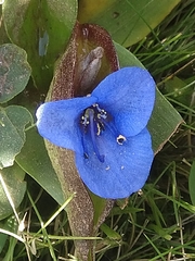 Commelina tuberosa