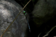 Procordulia irregularis