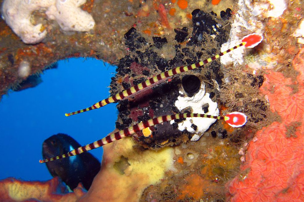 Flagtail Pipefish