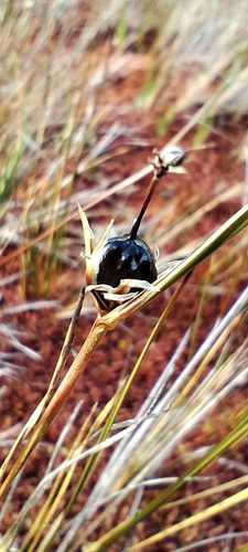 Short rush (Rostkovia magellanica)