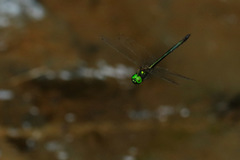 Procordulia irregularis