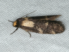 Palimmeces leucopelta