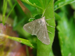 Udea uliginosalis
