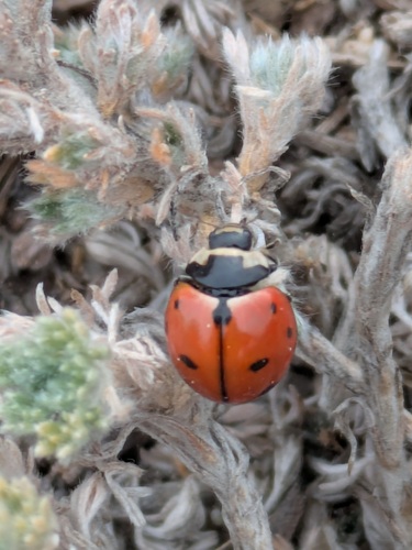 Nine-spotted Lady Beetle photo 6