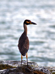 Nyctanassa violacea violacea