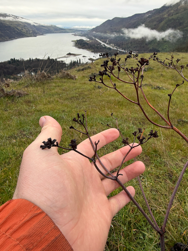 tall woolly wild buckwheat (Eriogonum elatum)