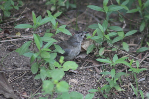 Grey Pileated Finch (Coryphospingus pileatus)