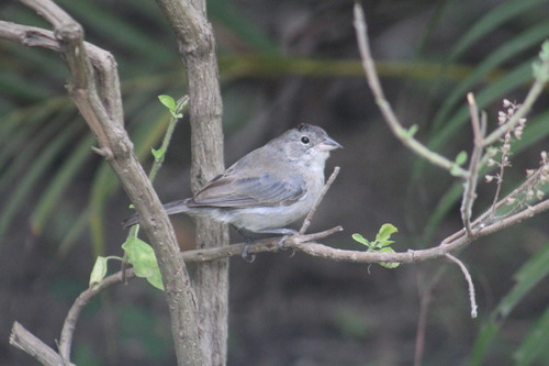 Grey Pileated Finch (Coryphospingus pileatus), photo 2