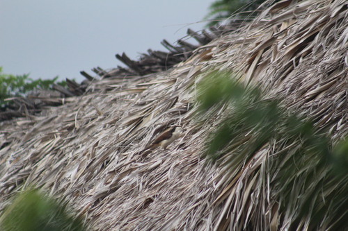 Bicolored Wren (Campylorhynchus griseus)