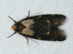 Palimmeces leucopelta