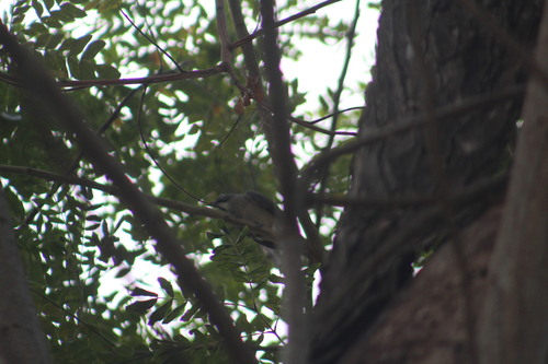 Olive-grey Saltator (Saltator olivascens)