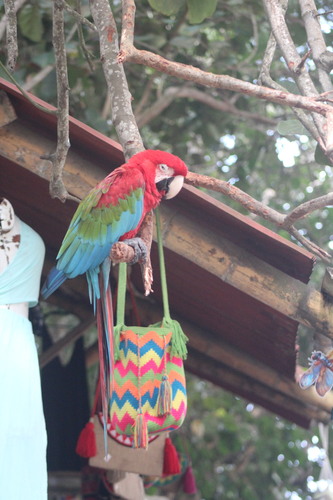 Red-and-green Macaw (Ara chloropterus), photo 3