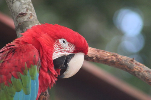 Red-and-green Macaw (Ara chloropterus), photo 4