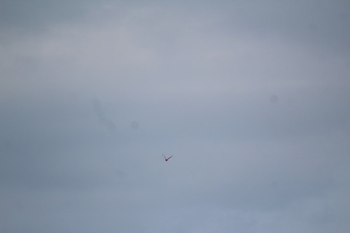 Scarlet Ibis (Eudocimus ruber), photo 5