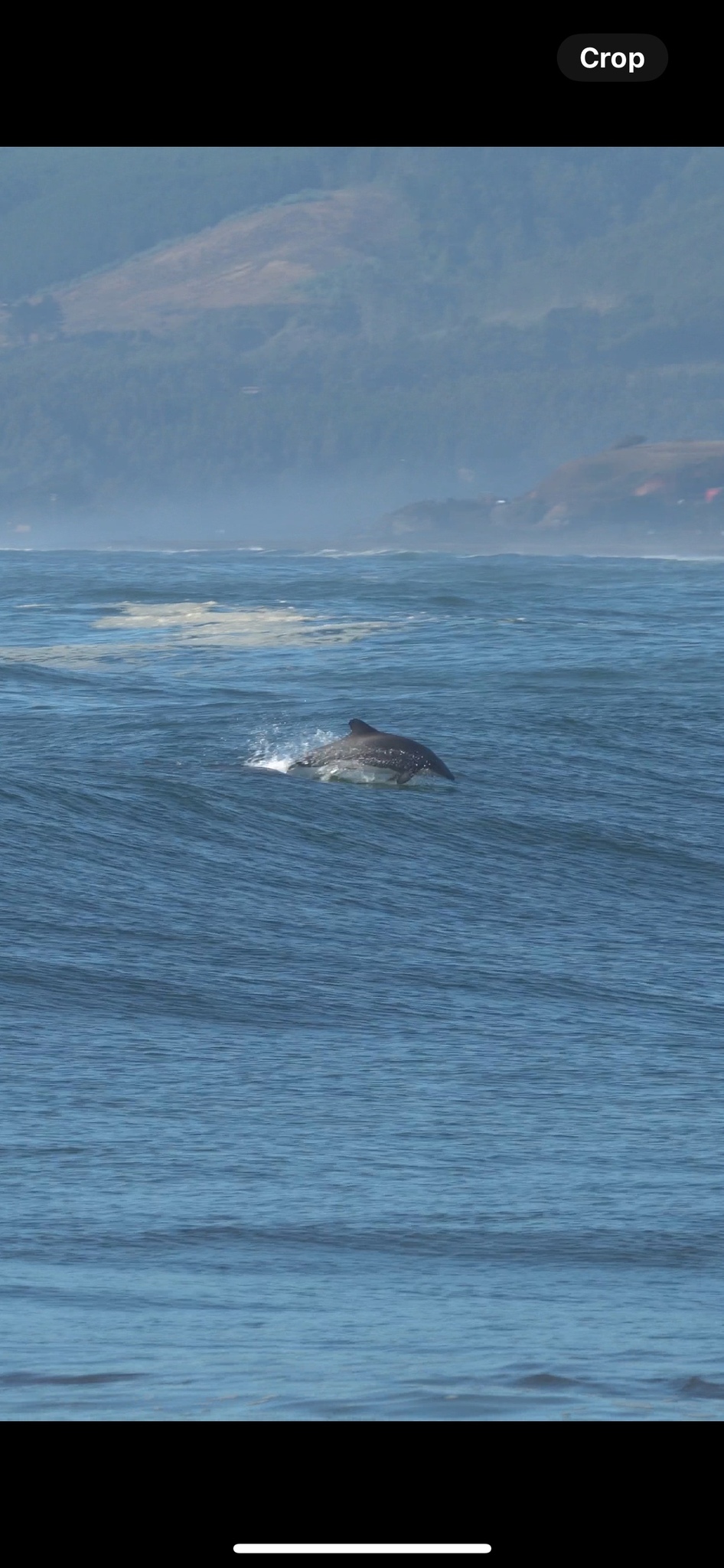 Cephalorhynchus eutropia