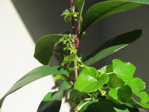 Dioscorea communis (Dioscorea communis)