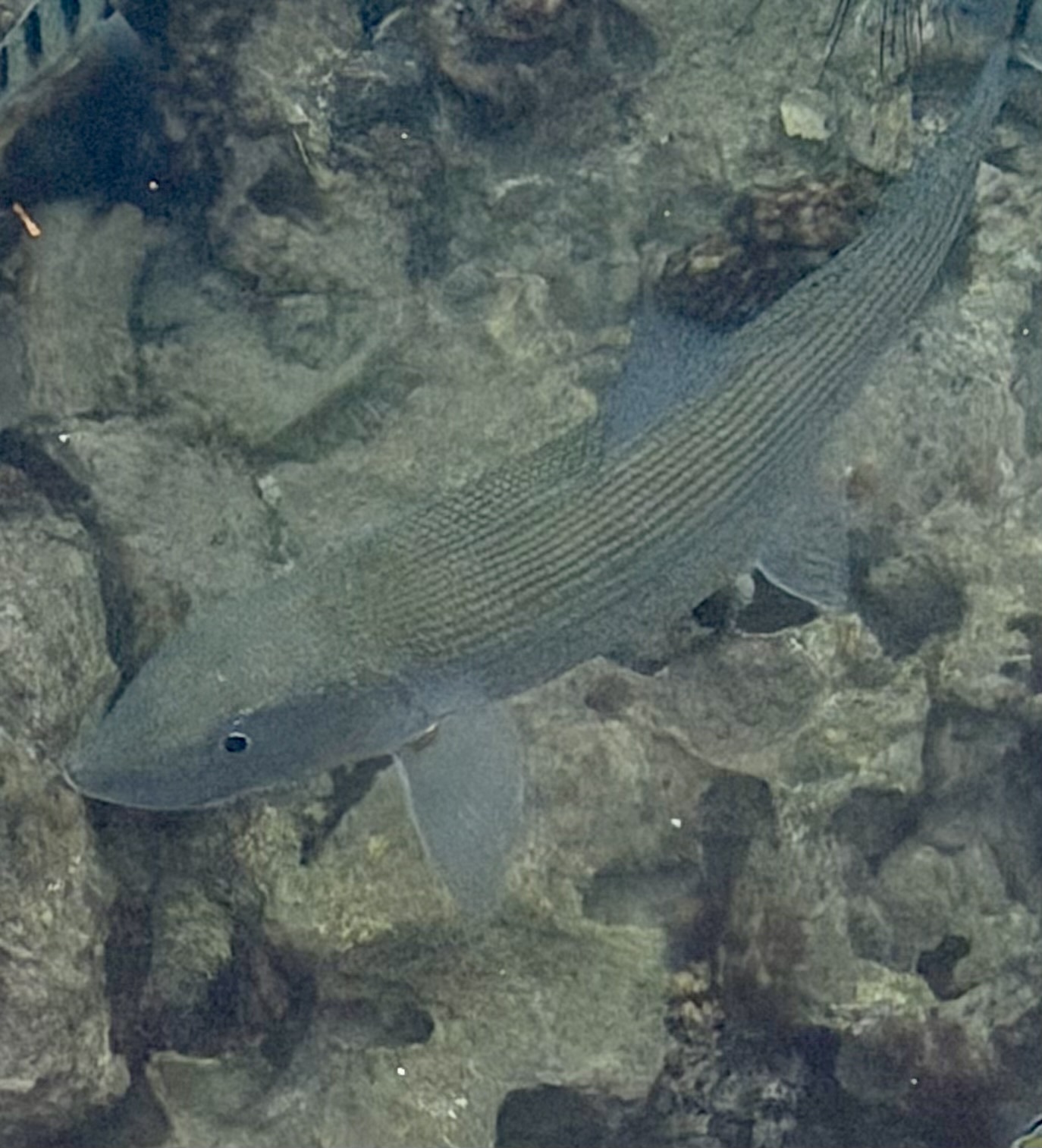 Indo-Pacific Bonefish photo 6