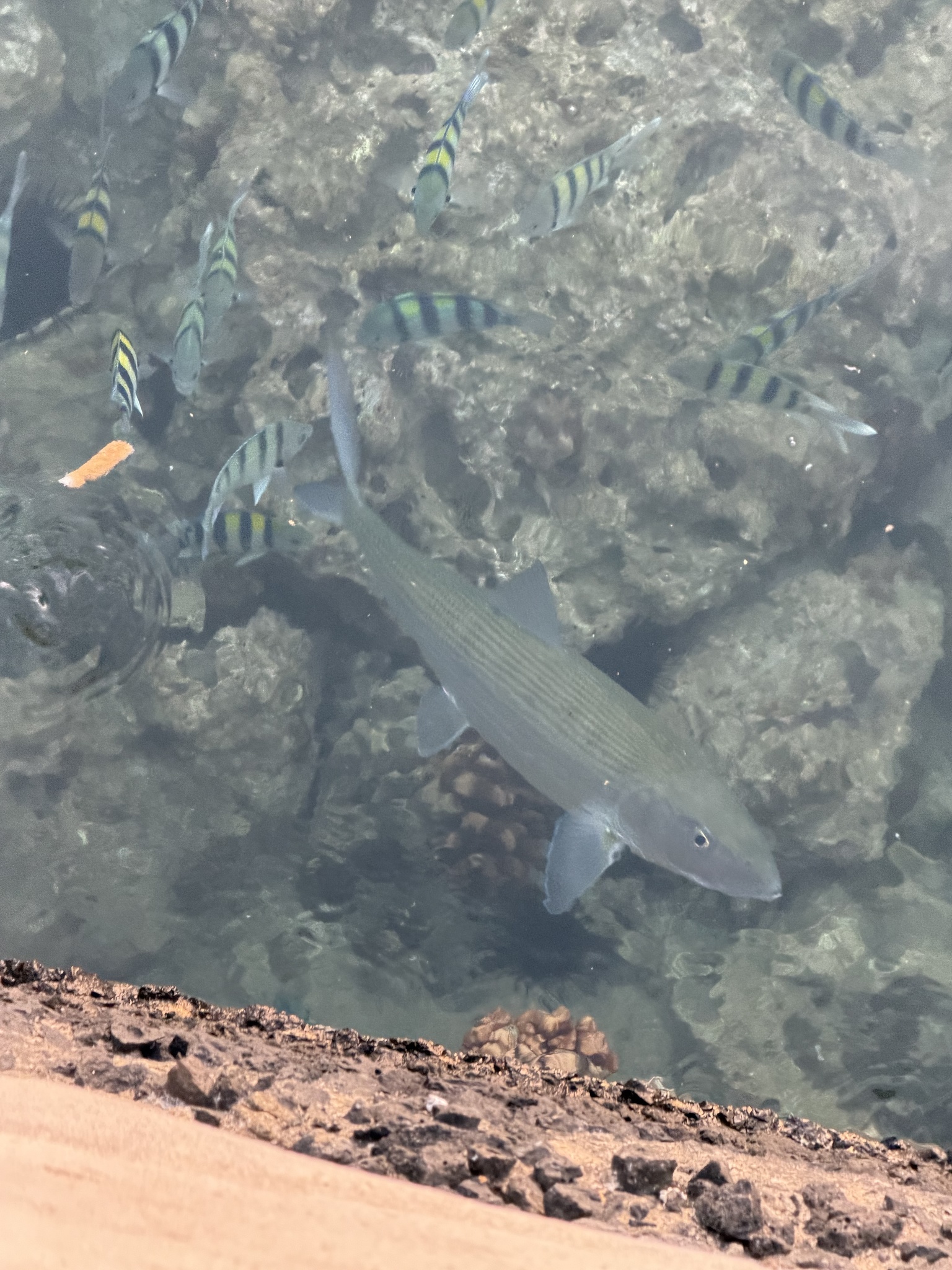 Indo-Pacific Bonefish photo 7