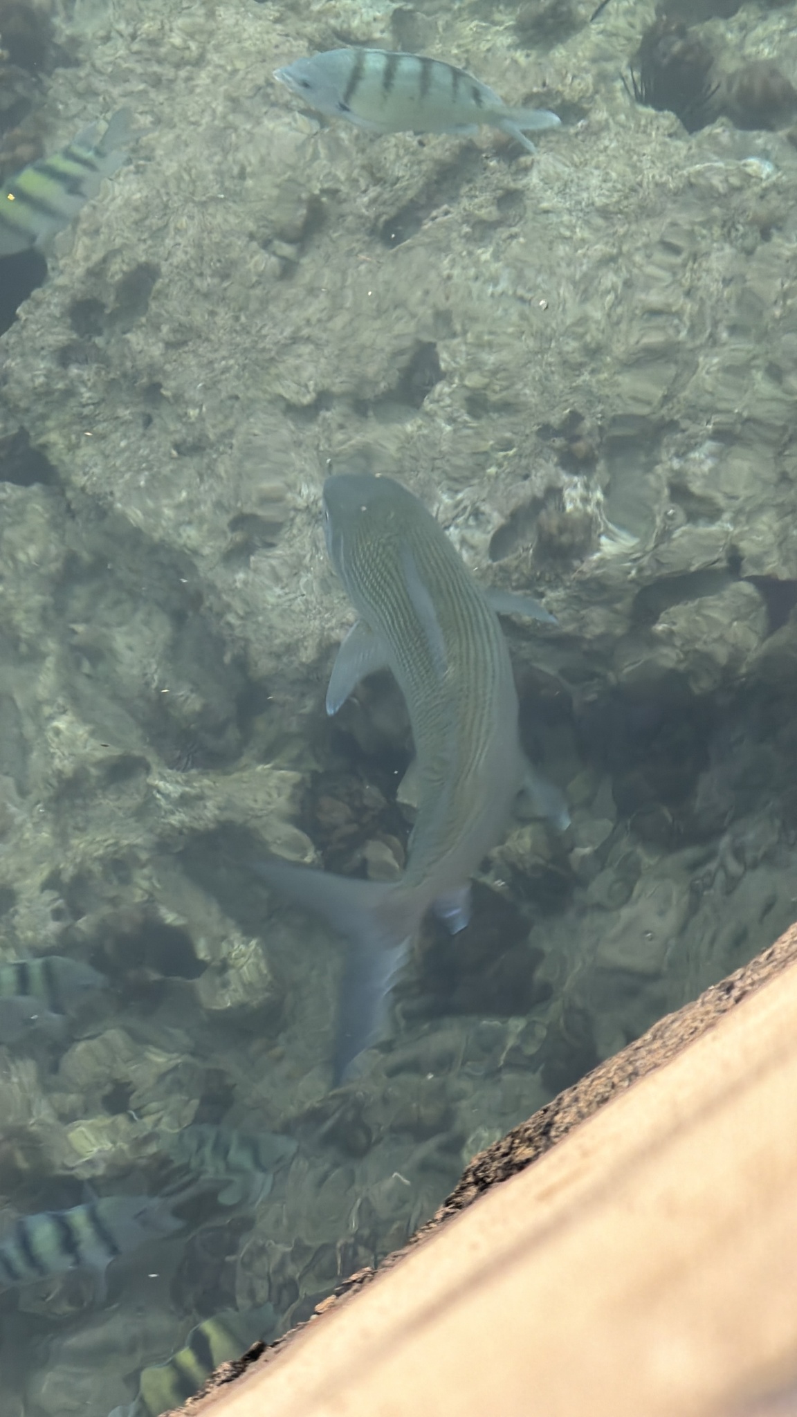 Indo-Pacific Bonefish photo 8