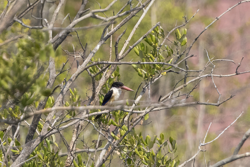 Black-capped Kingfisher (Halcyon pileata), photo 5