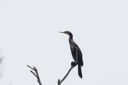 Indian Cormorant (Phalacrocorax fuscicollis), photo 7