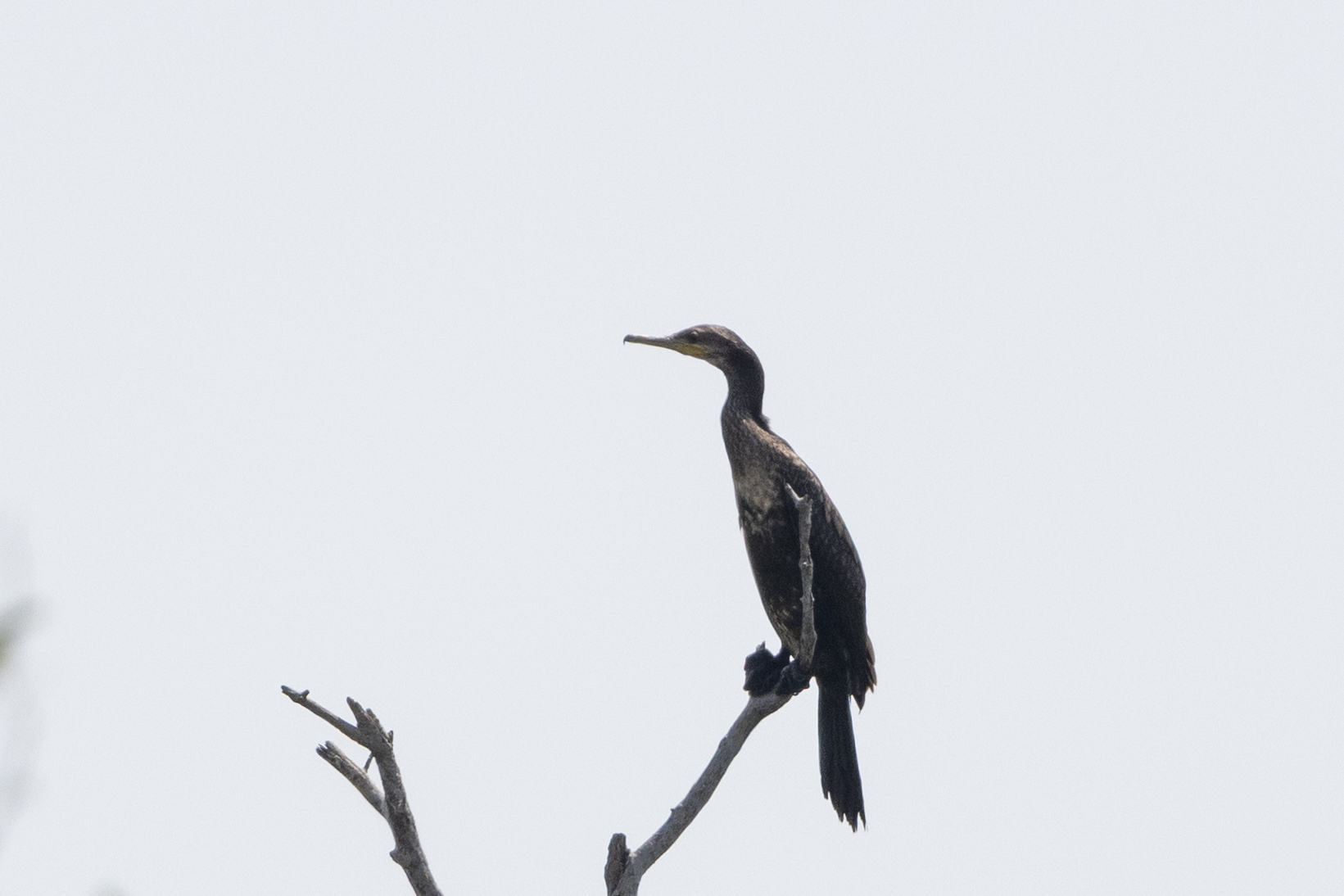 Indian Cormorant (Phalacrocorax fuscicollis), photo 6