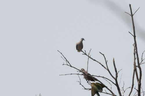 Red Collared Dove (Streptopelia tranquebarica), photo 6