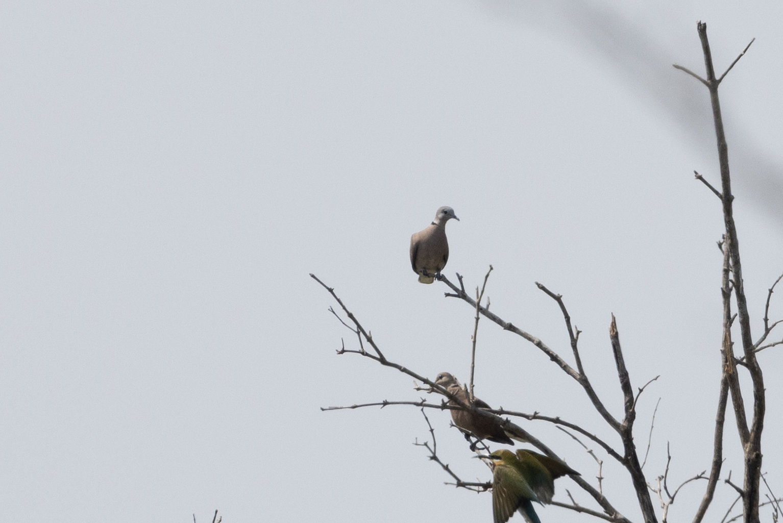 Red Collared Dove (Streptopelia tranquebarica), photo 10