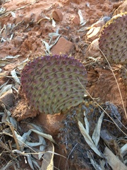 Opuntia aurea