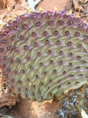 Opuntia aurea